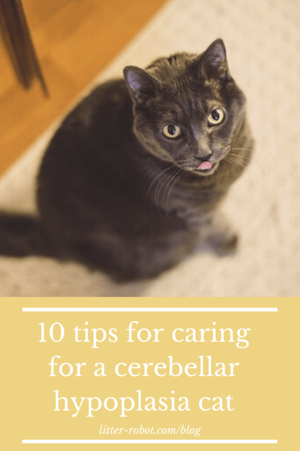Russian Blue cat sitting and looking up with tongue sticking out - 10 tips for caring for a cerebellar hypoplasia cat