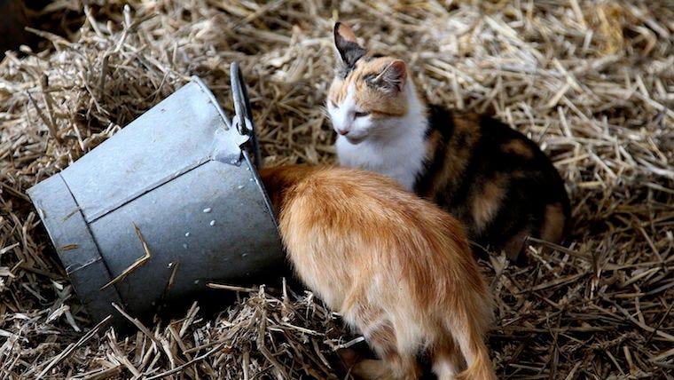One orange tabby and one calico cat drinking milk out of a bucket in straw