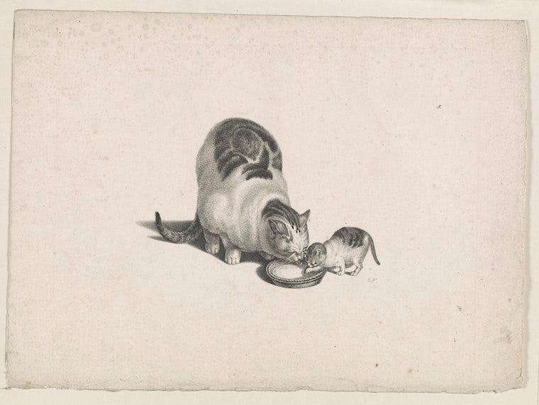 Gottfried Mind illustration of mother cat and kitten drinking milk from a saucer