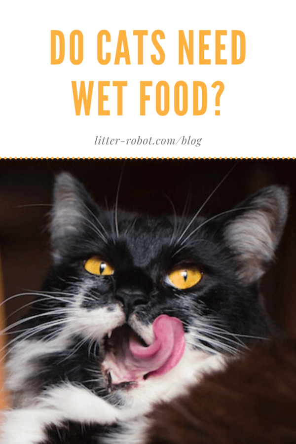 Can cats eat cold wet food best sale