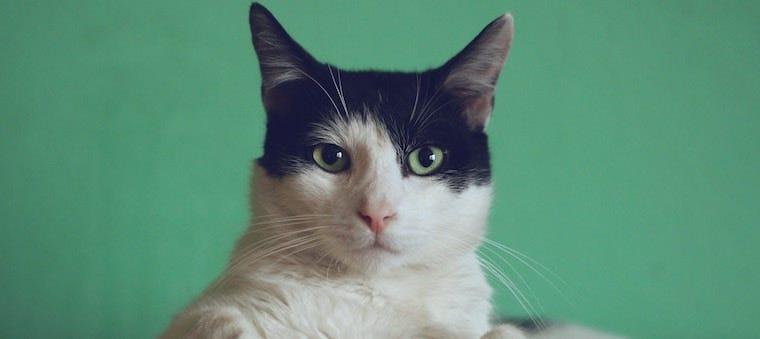 Tuxedo cat in front of green wall