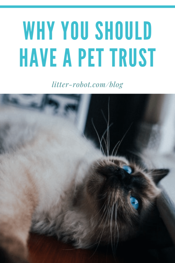 Balinese cat with blue eyes lying on side by a window - why you should have a pet trust