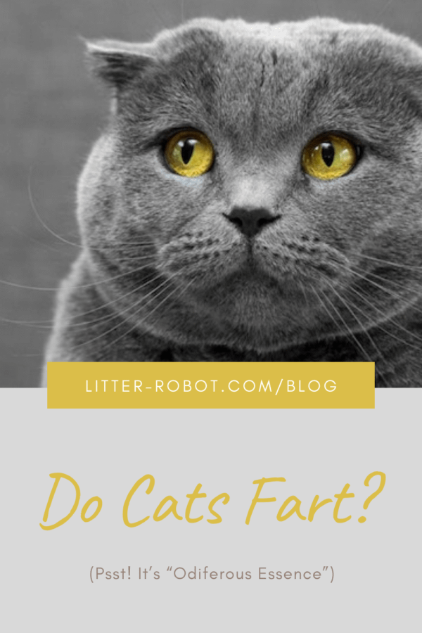 British Shorthair cat with yellow eyes and ears folded back - do cats fart?
