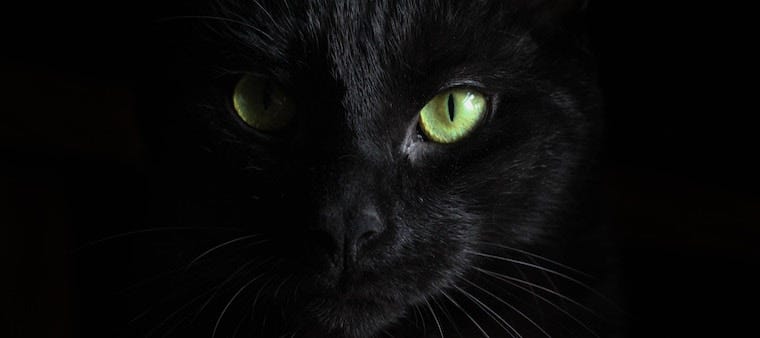 Forget St. Catrick’s Day: Meet The Cat Sìth