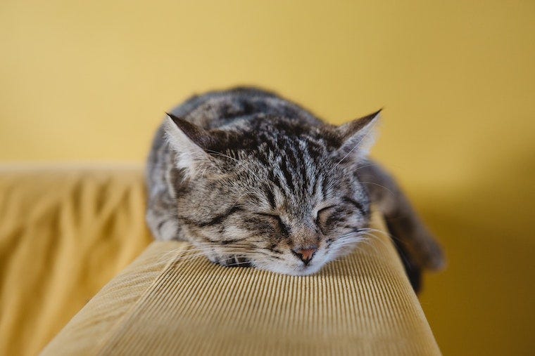 brown tabby cat sleeping on the back of a corduroy couch - cat sleeping positions
