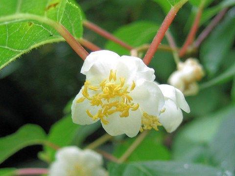 silver vine plant Actinidia polygama