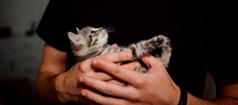 How To Make a Cat First Aid Kit