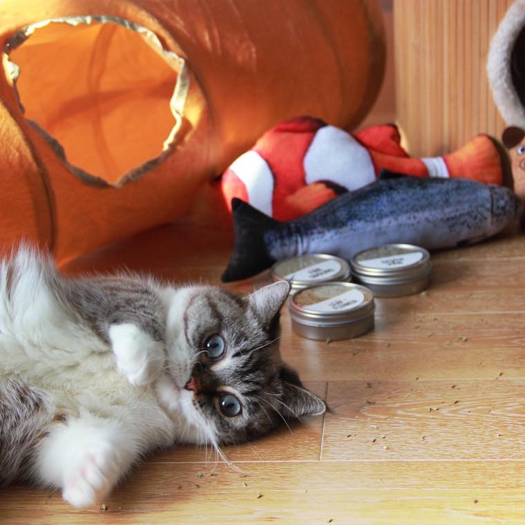 Grey and white cat laying on the floor next to loose silver vine catnip with cat toys in the background - silver vine for cats