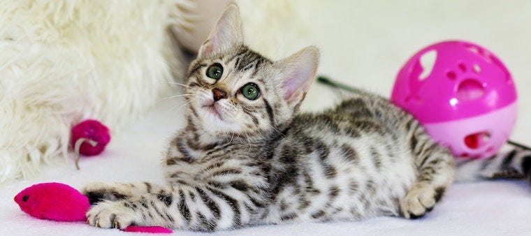 How To Automate Everyday Tasks as a Cat Parent