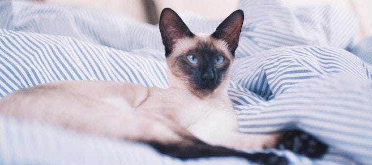 Do Cats Get Hiccups?
