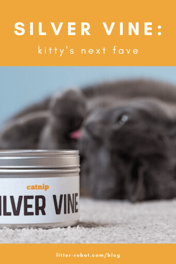 blurred grey cat licking his paw with tin of silver vine for cats in foreground