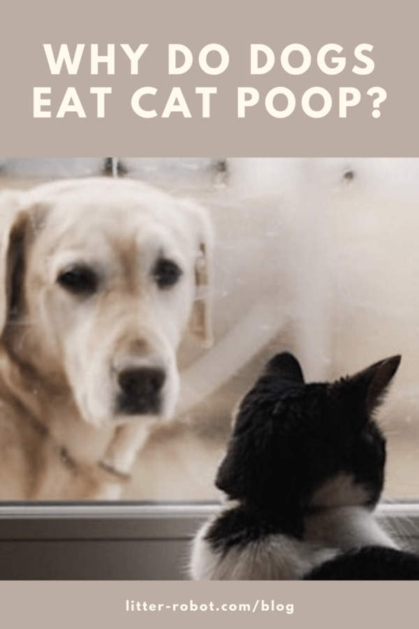 Dog keeps eating cat poop best sale