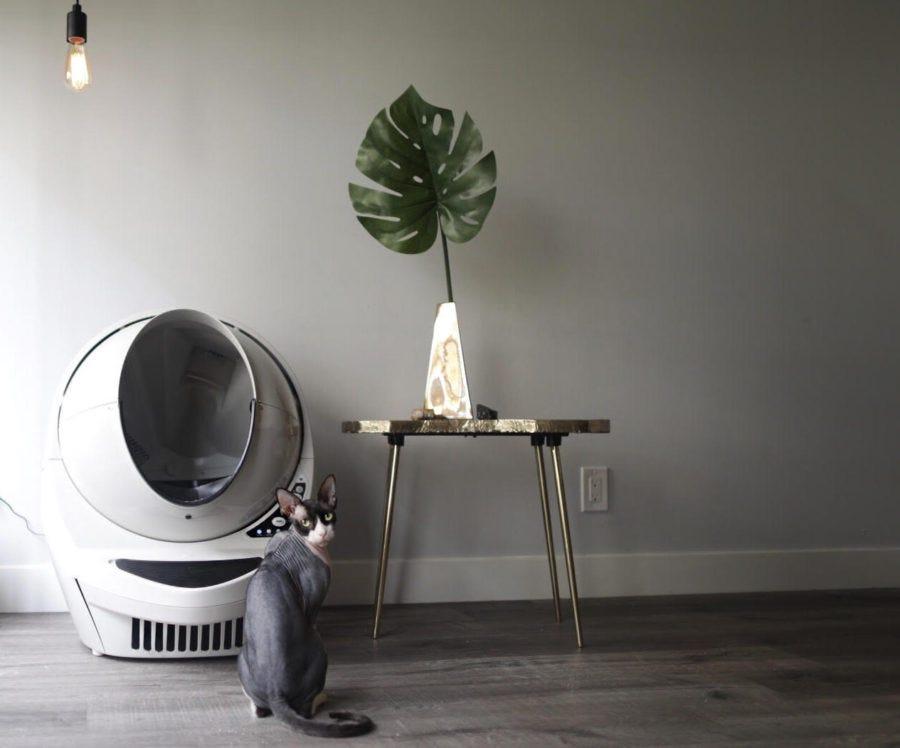 litterbox to litter robot