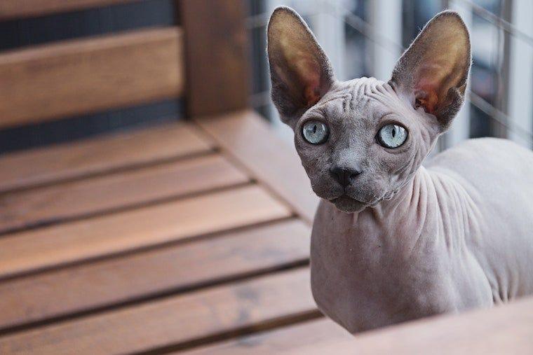Sphynx cat with grey skin and blue eyes on a wood bench