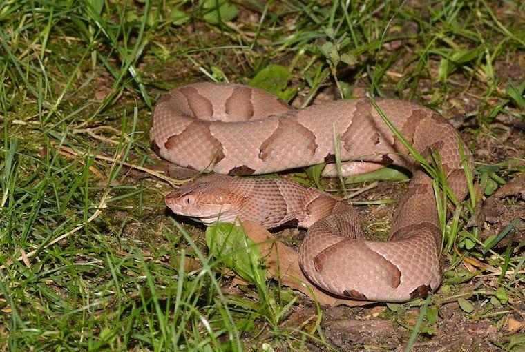 Copperhead Snake
