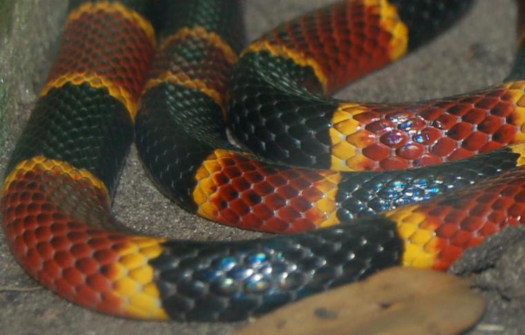 Coral Snake