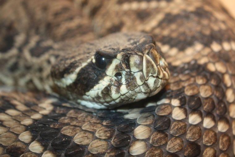 Eastern Diamondback Rattlesnake