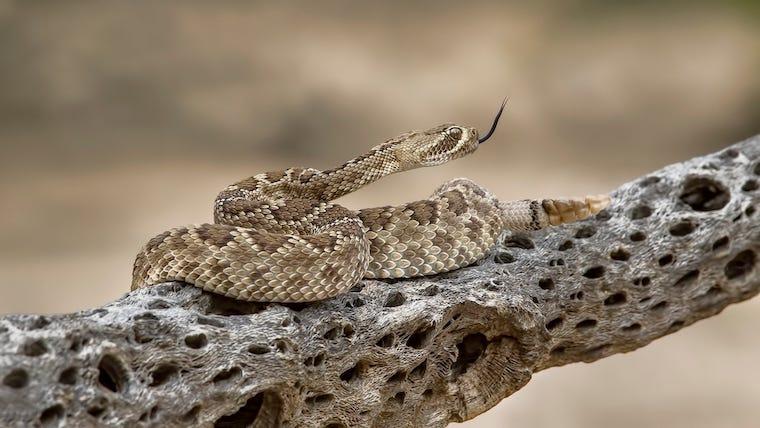 Mojave Rattlesnake