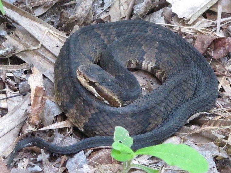 Cottonmouth Snake or Water Moccasin