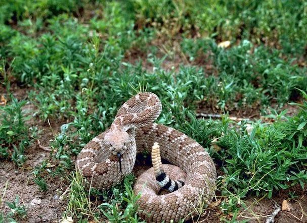 Western Diamondback Rattlesnake