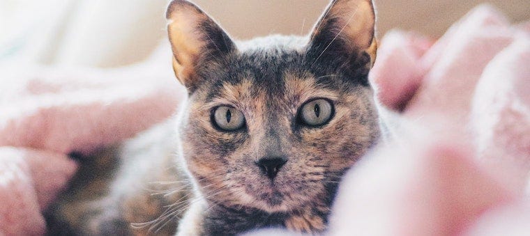 dilute tortie cat on pink blanket