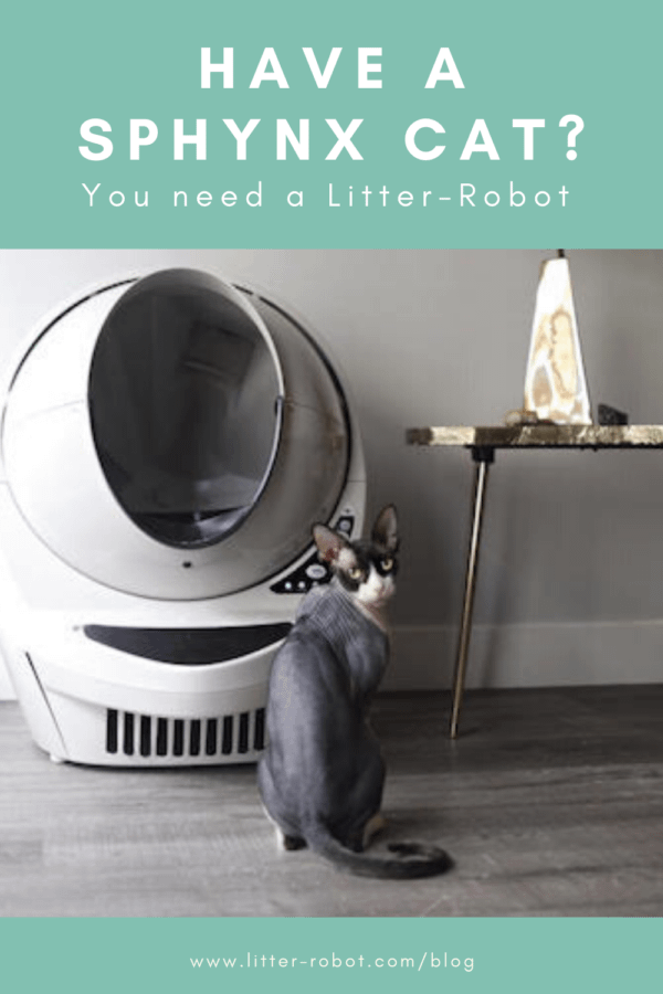 Sphynx cat sitting in front of a Litter-Robot 3 self-cleaning litter box