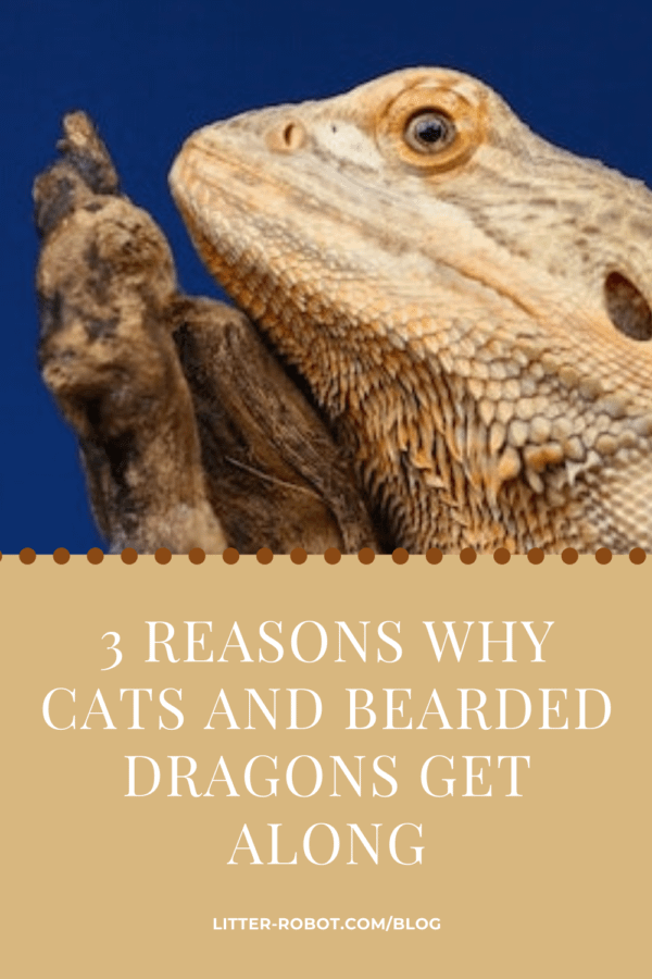 bearded dragon on a stick - why cats and bearded dragons get along