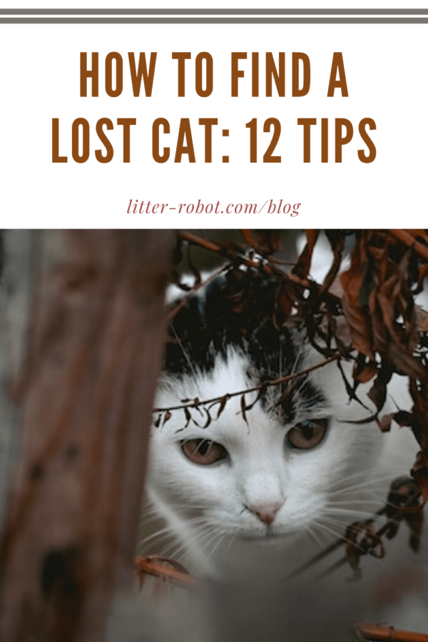 black and white cat in brush outside - how to find a lost cat
