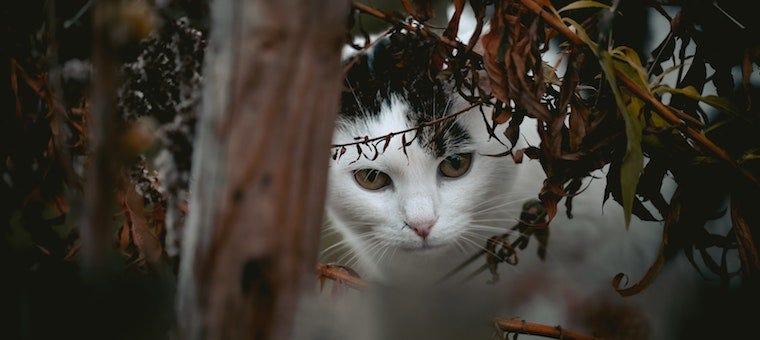 How To Find a Lost Cat: 12 Tips