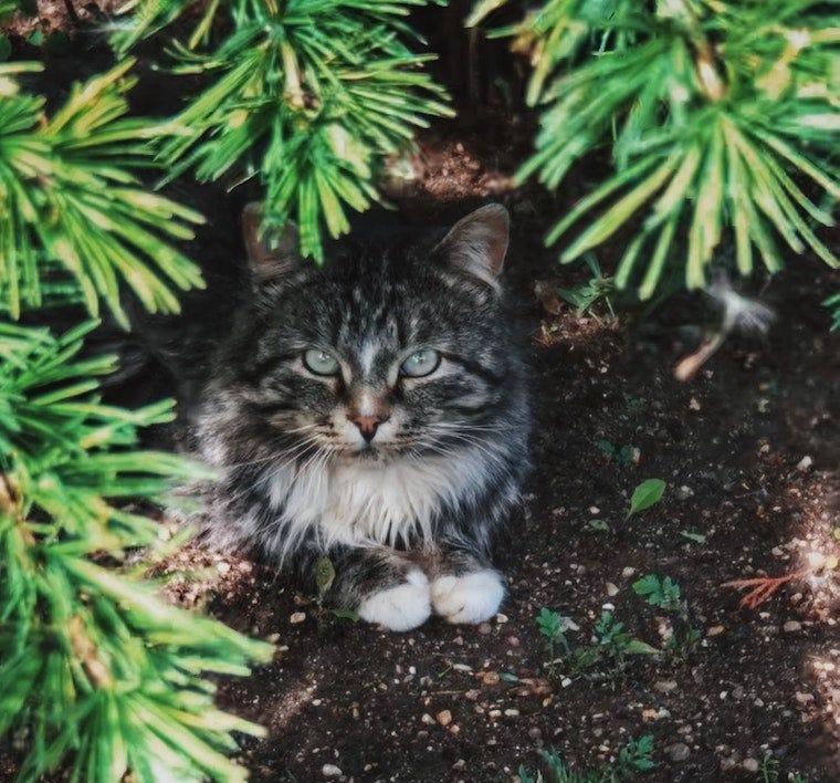 long-haired tabby cat hiding under a pine tree - how to find a lost cat