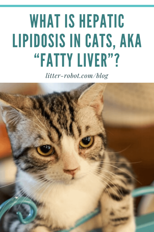 brown and white tabby cat standing against a teal gate - what is hepatic lipidosis in cats, aka fatty liver?