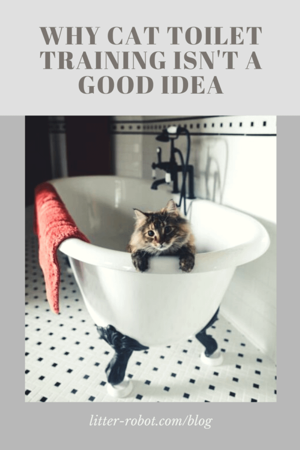 Maine Coon cat in a clawfoot bathtub - why cat toilet training isn't a good idea
