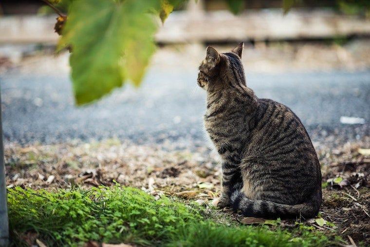Brown tabby cat sitting near a road - how to find a lost cat