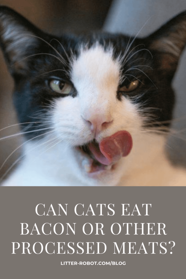 Is bacon bad for cats best sale