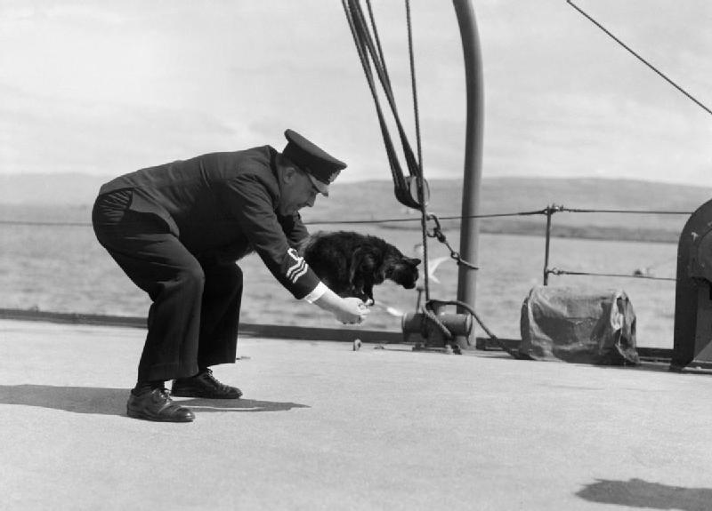 Black Peebles ship's cat jumping out of lieutenant commander's arms
