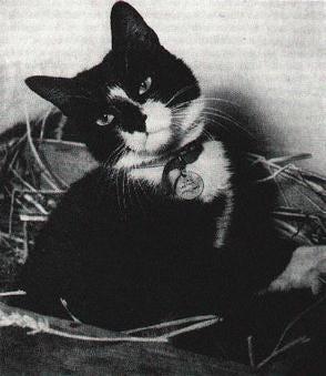 Simon black and white ship's cat