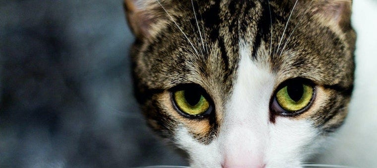 brown tabby cat with green eyes