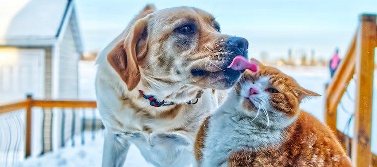 How To Introduce a Cat to a Dog
