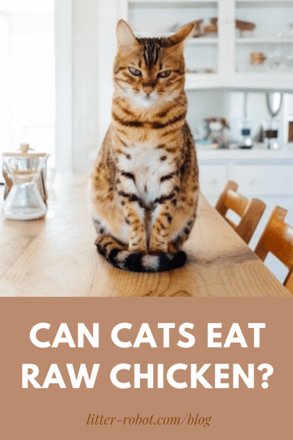 Can Cats Eat Raw Chicken Litter Robot