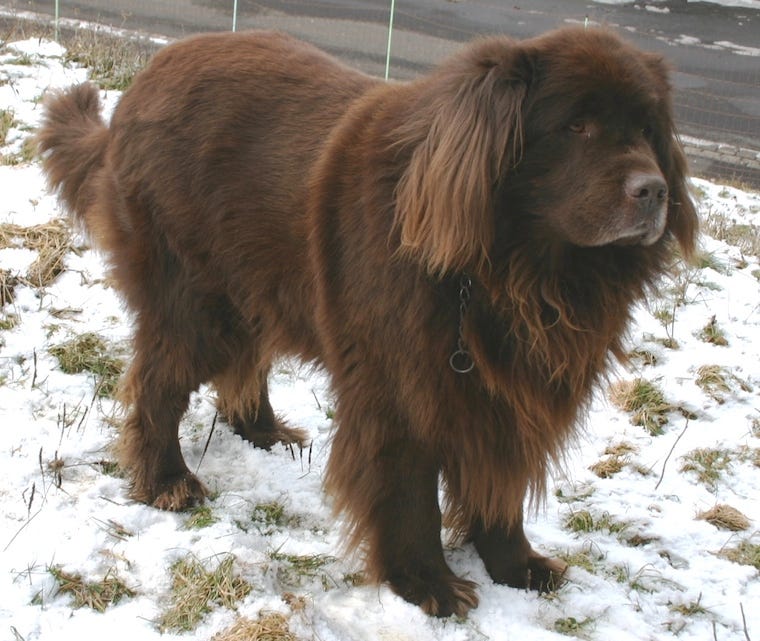 brown newfoundland outside in the snow - best dog breeds for cats