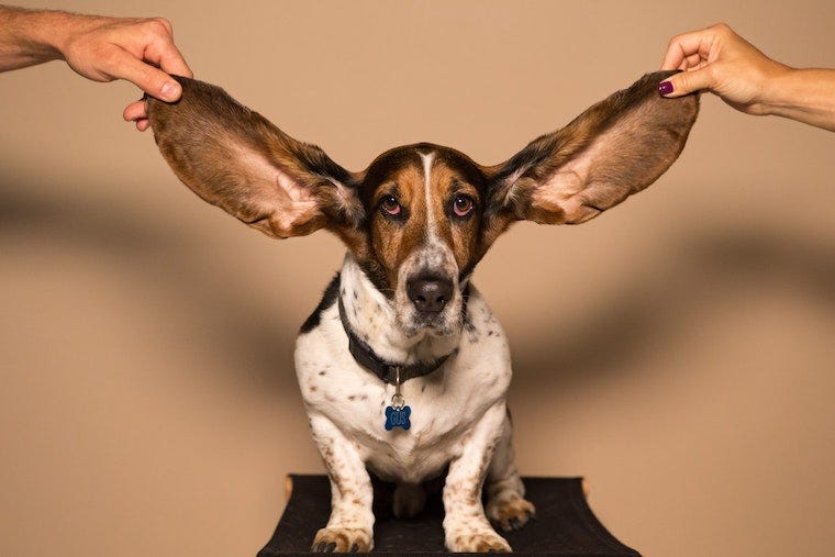 basset hound with large ears lifted - best dog breeds for cats
