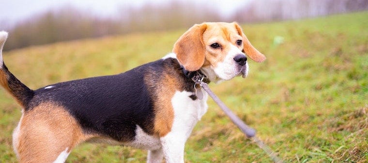 8 Best Dog Breeds for Cats