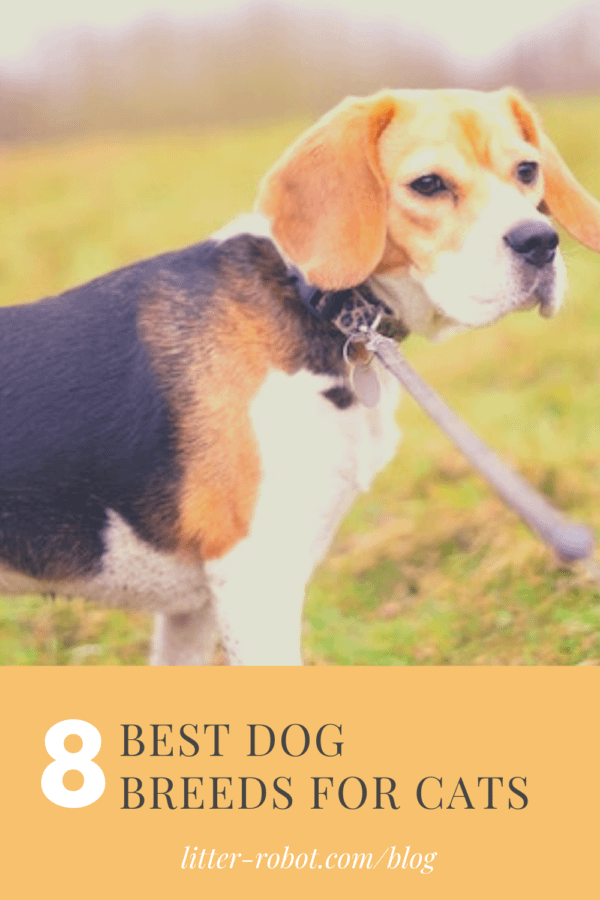 beagle on a leash outside - 8 best dog breeds for cats