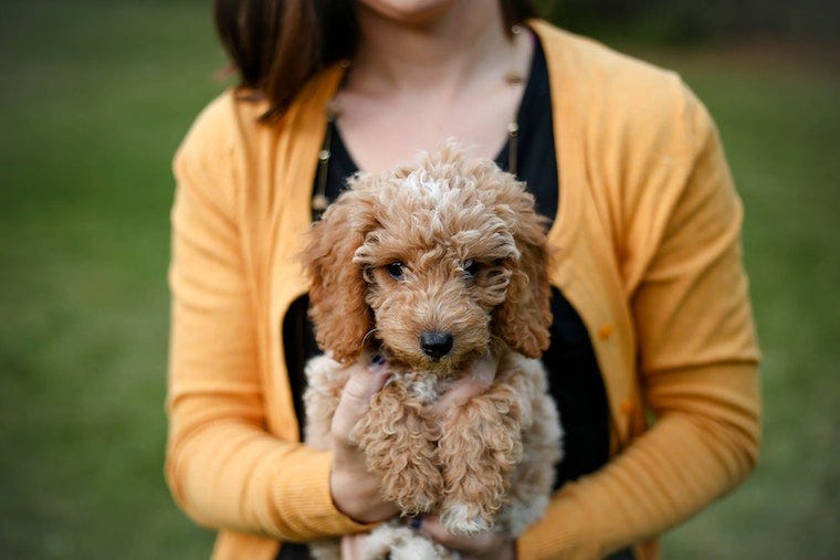 Mini goldendoodle in a woman's arms - best dog breeds for cats