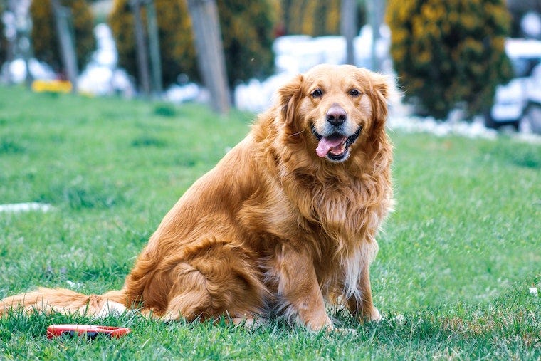 golden retriever sitting on grass - best dog breeds for cats