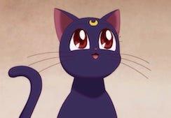 Luna - best comic book cats