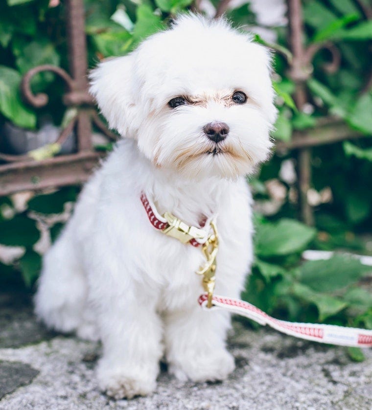 white maltese puppy on a leash outside - best dog breeds for cats