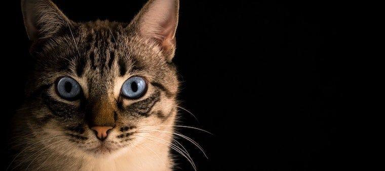 Brown tabby cat with blue eyes