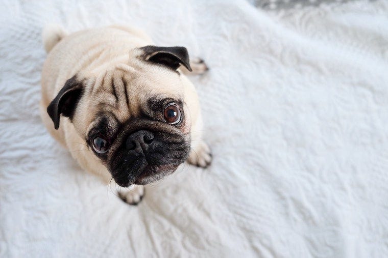 pug on a white sheet - best dog breeds for cats