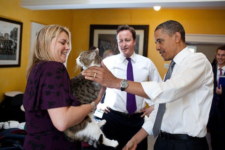 Chief Mouser Larry with David Cameron and Barack Obama